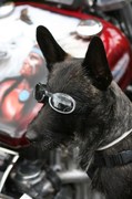 honden foto van jocelyne