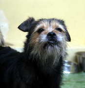 honden foto van Paulien