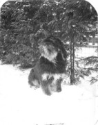 honden foto honden foto van Lisanne Wiendels