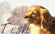 honden foto van Teske