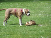 honden foto van Jose