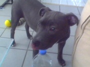 honden foto van meetje