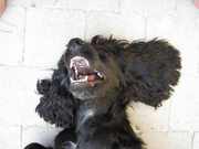 honden foto van Gurny