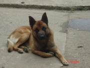 honden foto van saint