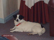 honden foto van Anita 