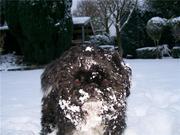 honden foto honden foto van joep