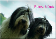honden foto van Dewi • Promise • Duuk