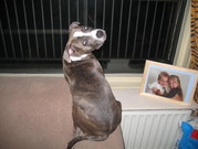 honden foto van nina