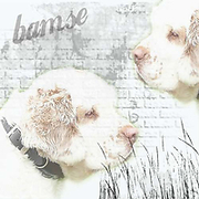 honden foto van Quirien Bamse en Brammetje