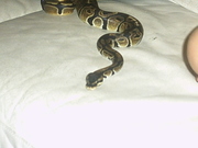 honden foto van laila