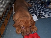 honden foto van Riny