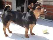 honden foto van Monique