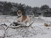 honden foto van Hot & Famousbulls.nl