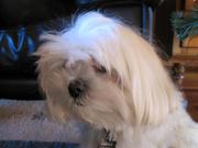 honden foto van Heidi