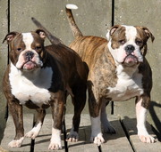 honden foto van karin en edwin