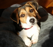 honden foto van Tonny