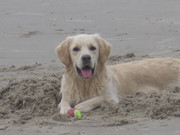 honden foto van Woody