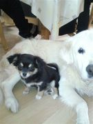 honden foto van Manuela