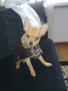 honden foto van Rachell