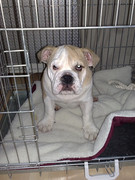 honden foto van Andre