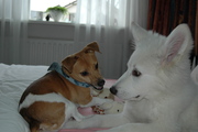 honden foto van Mariska