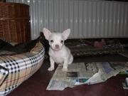 honden foto honden foto van de wit