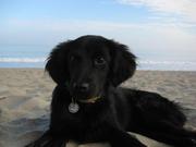 honden foto honden foto van sleepy housemouse