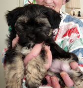 honden foto van greet