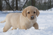 honden foto van natasja