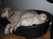 honden foto van babs