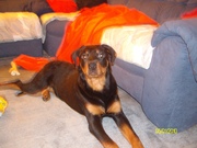 honden foto van Sabrina De Winter