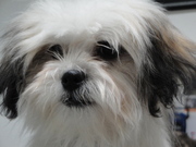 honden foto van Ivonne Verhagen