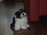 honden foto van Miriam