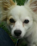 honden foto van tjappie