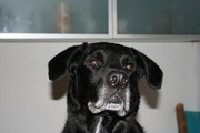 honden foto van Cathy 