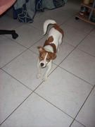 honden foto van Nathalie