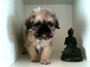 honden foto van Lieke