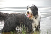 honden foto van alice