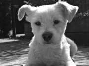 honden foto van Lola