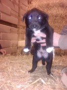 honden foto van verona