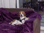 honden foto van boris