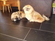 honden foto van cisca