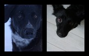 honden foto van Lotte, Luna & Ukki