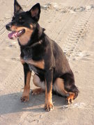 honden foto van Joart