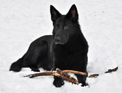 honden foto van Daniel Patriasz