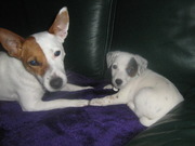 honden foto van Cindy en hondjes Daisy en Senna!