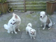 honden foto van lydia