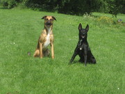 honden foto van nathalie koehoorn