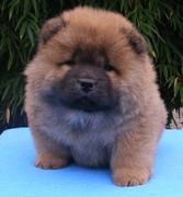 honden foto van lydia de jong