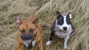 honden foto van Martina
